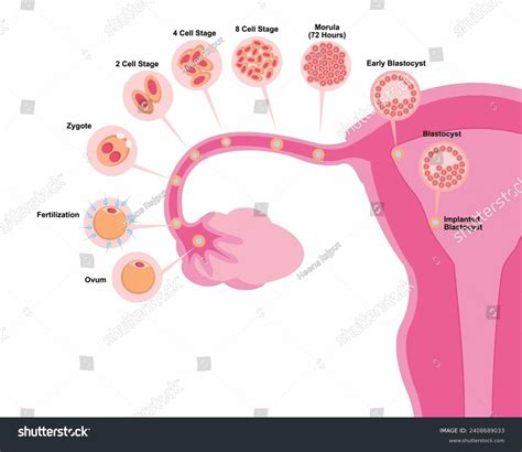 Image result for Female Reproductive System Diagram Fertilization