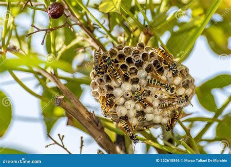 A Wasp Nest in the Middle of the Vegetation, with Many Wasps Moving on ...