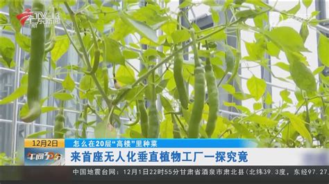 【怎么在20层“高楼＂里种菜】来首座无人化垂直植物工厂一探究竟-正点播报-荔枝网