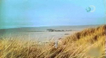 Image result for Exploding Whale Meme