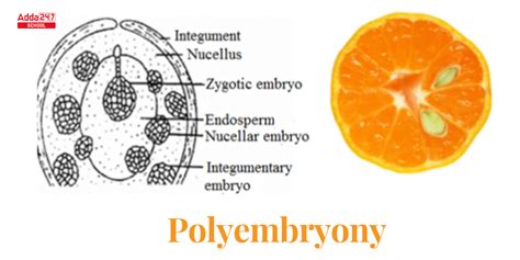 Polyembryony in Plants, Citrus, Gymnosperms, Types, Diagram