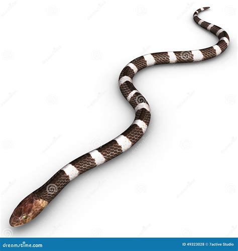 Krait stock illustration. Illustration of snake, marine - 49323028