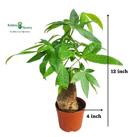 Small Pachira Tree with Square Ceramic Pot