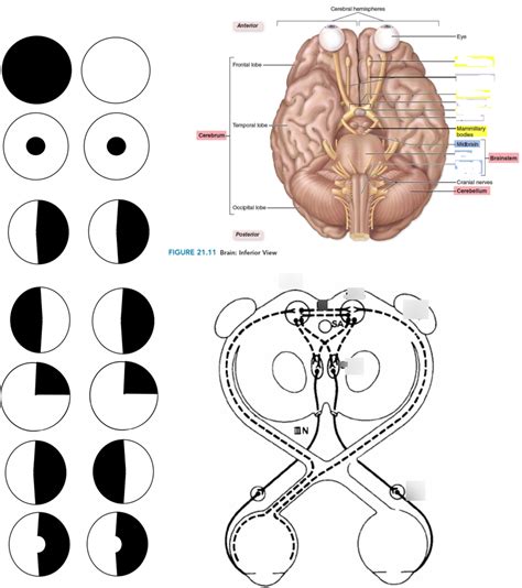 Visual Pathway Steps 的图像结果