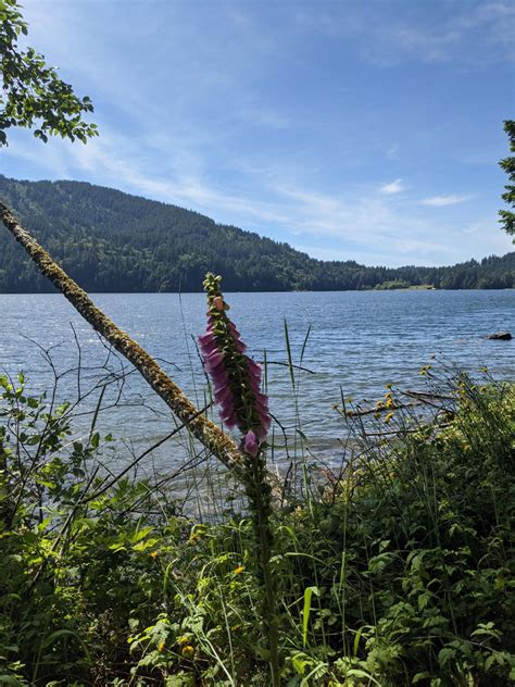 Lake Whatcom Park - Hertz Trail — Washington Trails Association