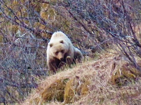 FALL BROWN BEAR - Rainy Pass Lodge