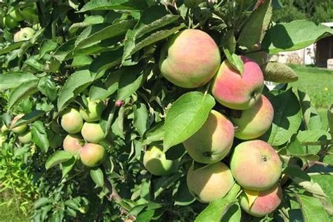 Image result for Pruning Columnar Apple Trees