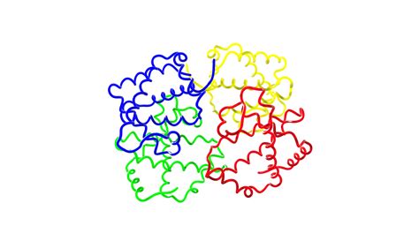 Image result for Haemoglobin Structure Model