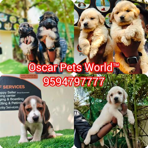 Oscar Pets World - Top Rated SERVICE CENTER in Thane