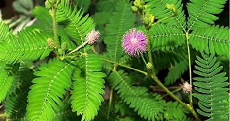 Online Plants Cart - Shami Plant