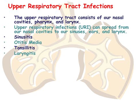 Lec 2 Respiratory system Structure function and detail. | PPT