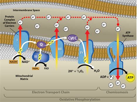 9.5: Oxidative Phosphorylation - Biology LibreTexts