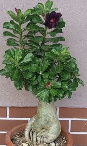 Beautiful Blooms Adenium Plant Price in India - Buy Beautiful Blooms ...