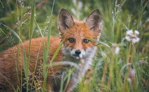 Fox Drawing for Kids 的图像结果