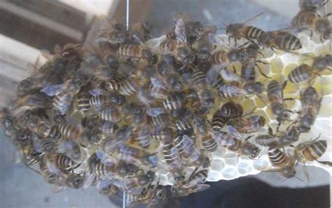 新手养蜂有哪些禁忌？ - 养蜂技术 - 酷蜜蜂