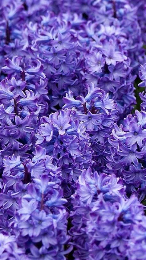 Light Purple Flowers Wallpapers
