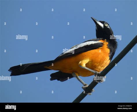 Venezuela National Bird The Venezuelan Troupial Is The National Bird