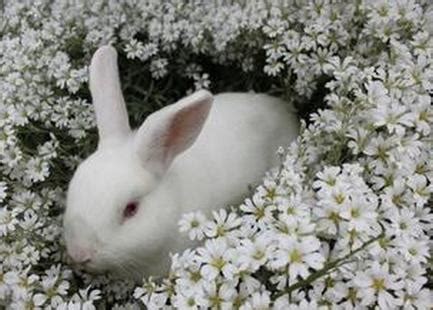 做梦梦到兔子是啥征兆（梦见兔子意味着什么）