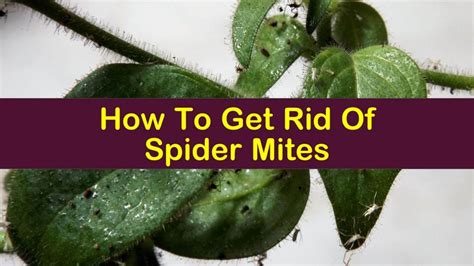 How to Kill Spider Mites 的图像结果