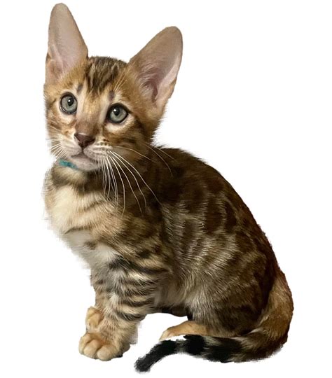 About Bengal Cats - Bengal Buddies