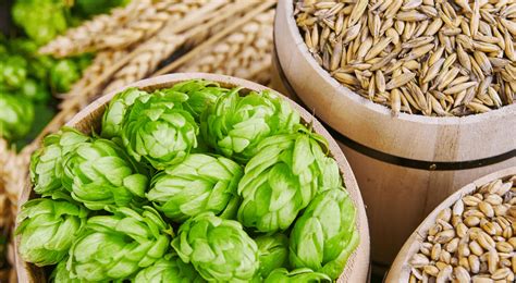 What Are the Main Ingredients in Beer? - New Trail Brewing Co.