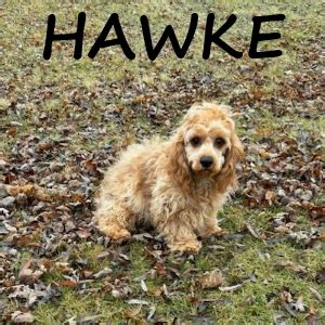 Buff Tri Cockapoo 的图像结果