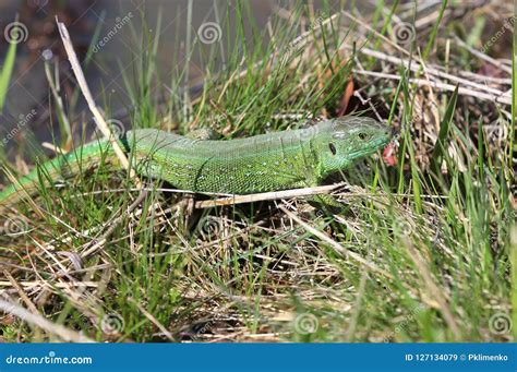 Image result for Spring Lizard