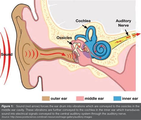 Process Models of the Auditory System 的图像结果