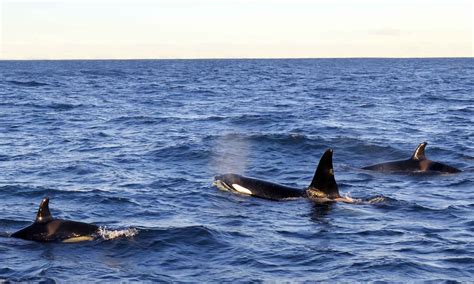 Orca Killer Whale - Magic Dolphin