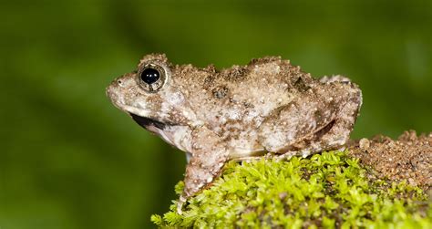 Scientists discover four new species of burrowing frogs in the Western ...