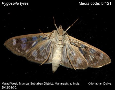 Pygospila tyres (Cramer, [1780]) - Spotted Grass Moth | Moths