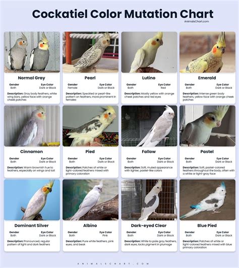 Cockatiel Color Chart COCKATOO New 12x16 Acrylic Painting Of Bird On