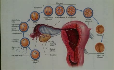 Image result for Human Fertilization Timeline