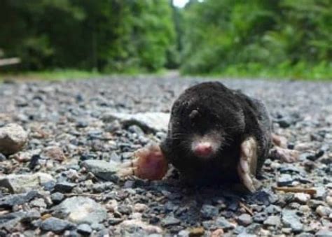 Humane Mole Poison 的图像结果