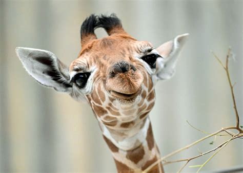 Giraffes Eyelashes