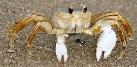 Image result for Alien CFB Team