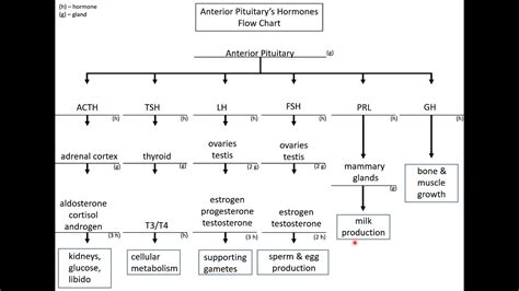 Image result for Endocrine System Flow Chart