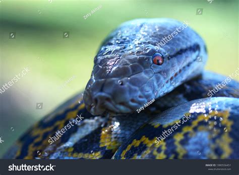 Image result for Yellow Head Reticulated Python