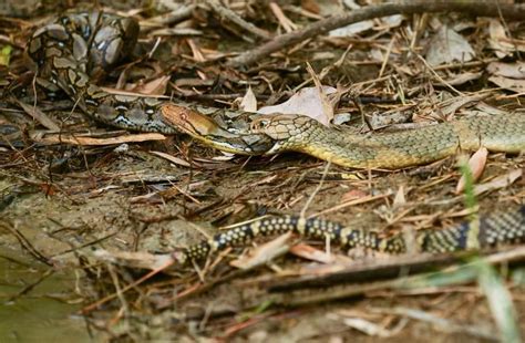 Image result for King Cobra Reticulated Python