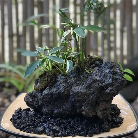 Volcanic Rock In Plants Anubias On Lava Rock (Small)