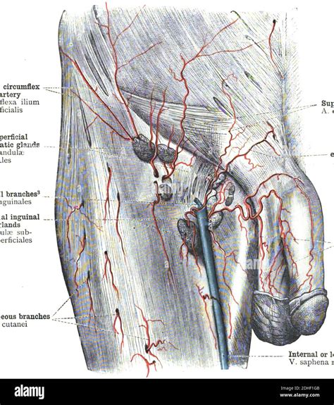 The femoral artery human anatomy Stock Photo - Alamy