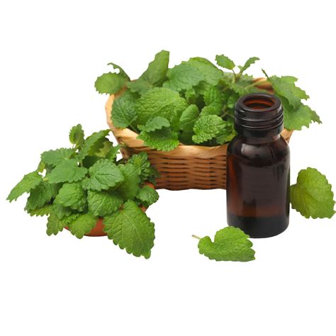 Lemon Balm Extract 10:1 :100G – Dazed Dragons