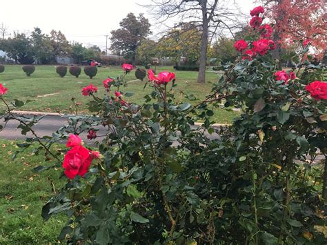 Rosemount Memorial Park Cemetery,Elizabeth,NJ