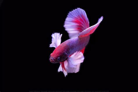 Why Is My Fish Swimming Sideways? Here’s What It’s Trying to Tell You
