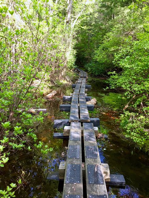 Wawayanda State Park, Cedar Swamp Trail, New Jersey [OC] [2448x3264 ...