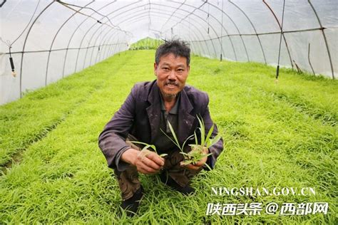 白芨的种植前景和种植效益，附其它价值 - 农敢网