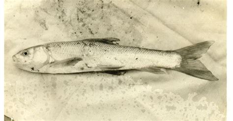 WFD 2021: Of looming & existing threats on fish & fisherfolks – SANDRP