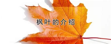 中国图库-植物-枫叶