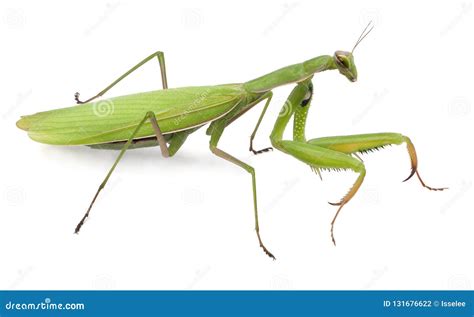What Color Are Female Praying Mantis at Leonel Muncy blog
