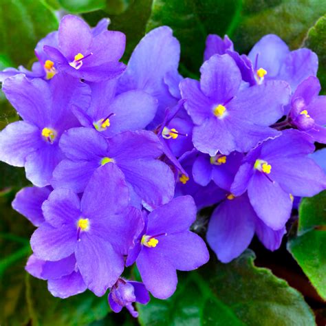 17 Types of Blue African Violets - African Violet Resource Center